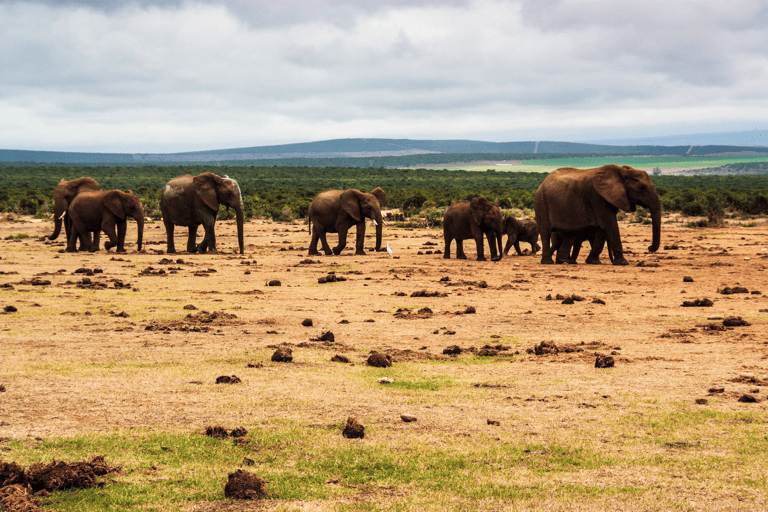 africa-south-africa-addo-elephant-national-park-2