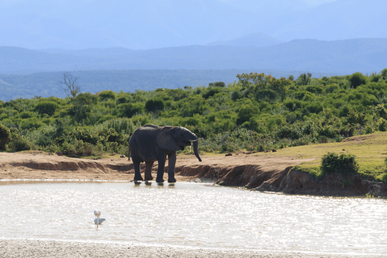 africa-south-africa-addo-elephant-national-park