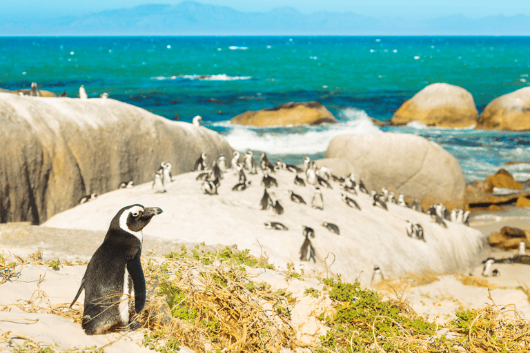 africa-south-africa-boulders-beach