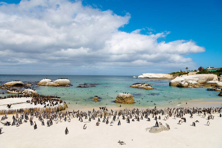 africa-south-africa-cape-town-boulders-beach