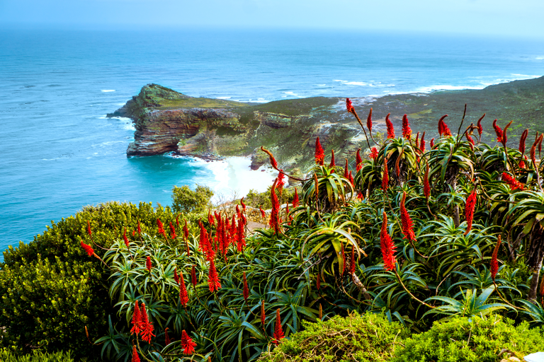 africa-south-africa-capetown-flowers-at-coast