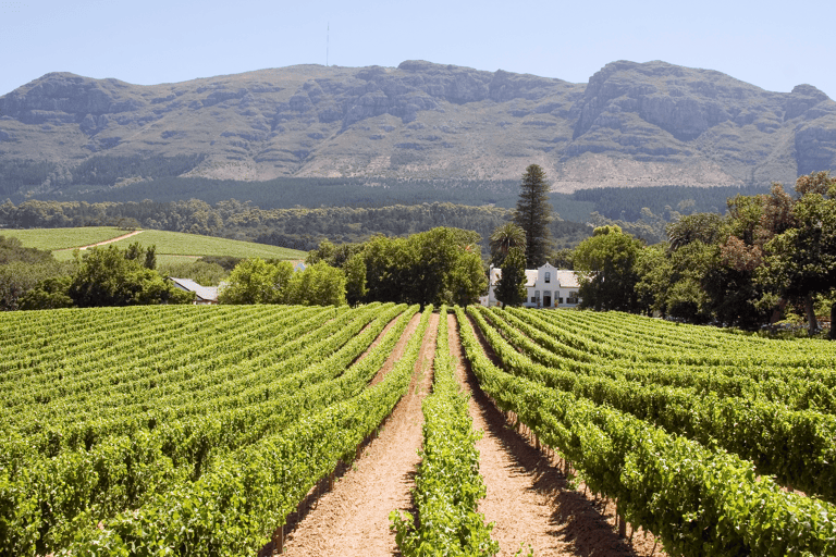 africa-south-africa-capetown-winefield