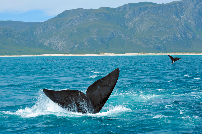 africa-south-africa-hermanus-whales