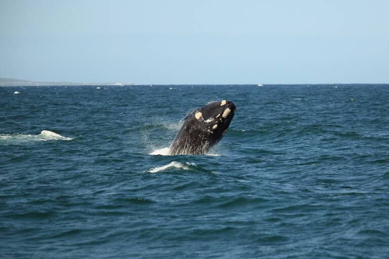 africa-south-africa-hermanus