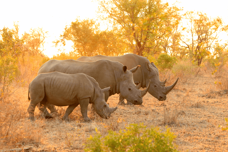 africa-south-africa-kruger-national-park-2