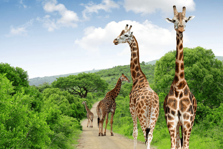 africa-south-africa-kruger-national-park-giraffes