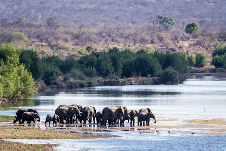 africa-south-africa-kruger-park-elephants-drinking