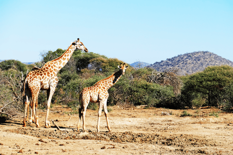 africa-south-africa-madikwe-reserve-1