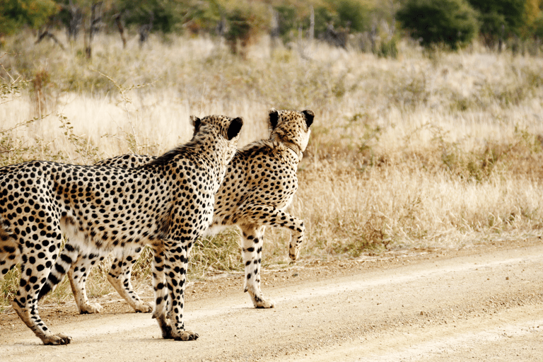africa-south-africa-madikwe-reserve-2
