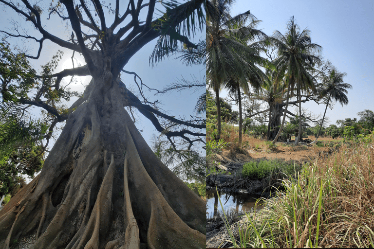 africa-the-gambia-elephant-tree-blog_de_use-only