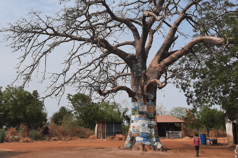 africa-the-gambia-lamin-lodge-baobab-blog_de-useonly