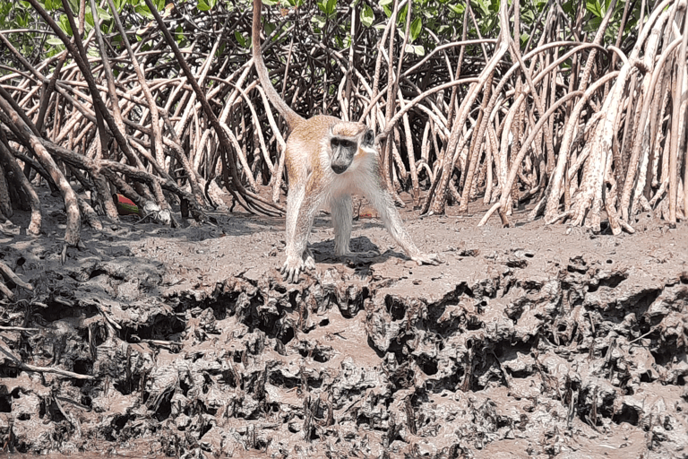 africa-the-gambia-mangroves-lamin-monkey-blog_de-useonly