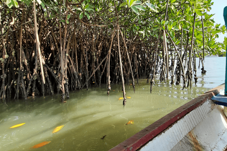 africa-the-gambia-mangroves-oysters-blog_de-useonly