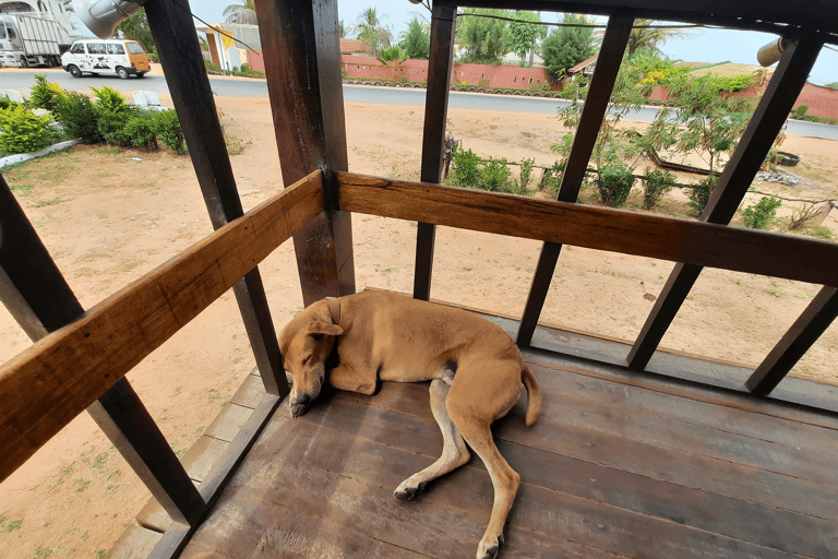 africa-the-gambia-tanji-dog-restaurant-blog_de-useonly