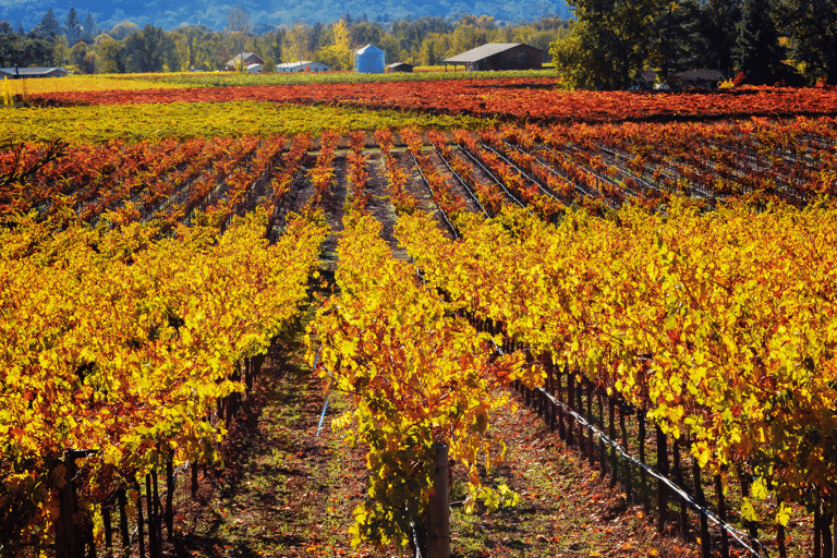 america-united-states-california-napa-valley-autumn-colors