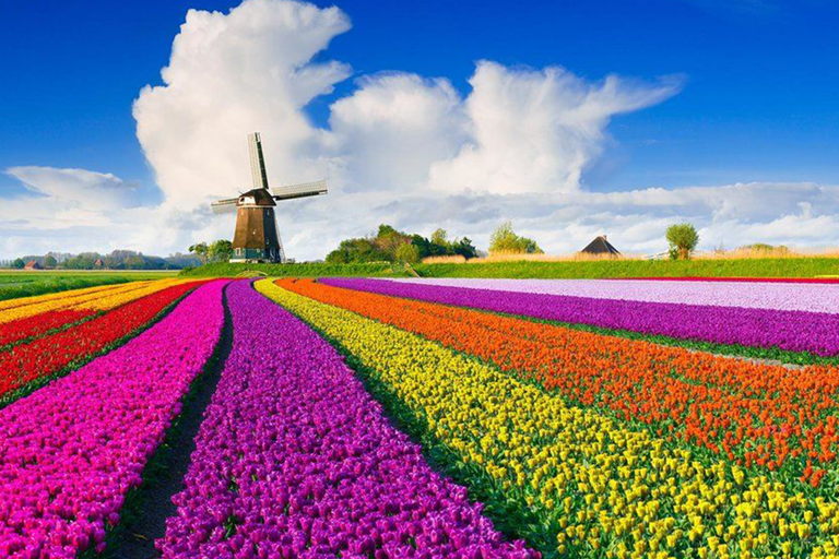 amsterdam-tulips
