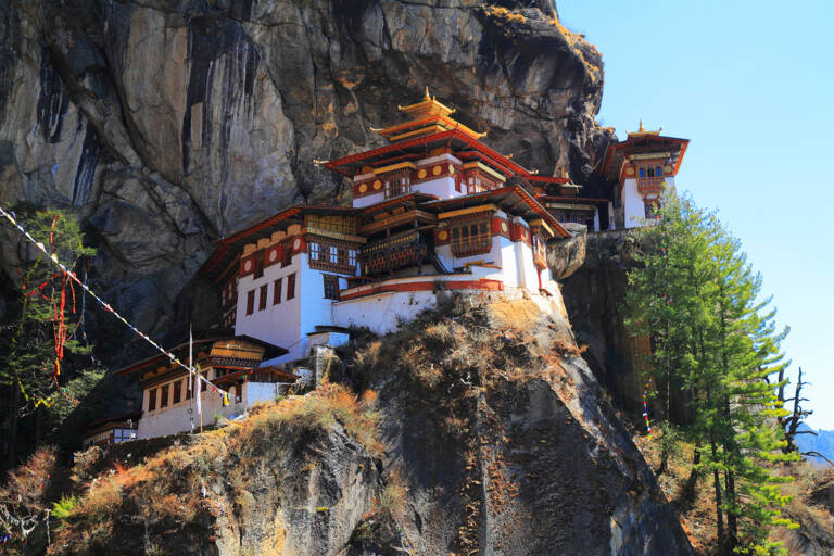 asia-bhutan-tigers-nest-from-ground