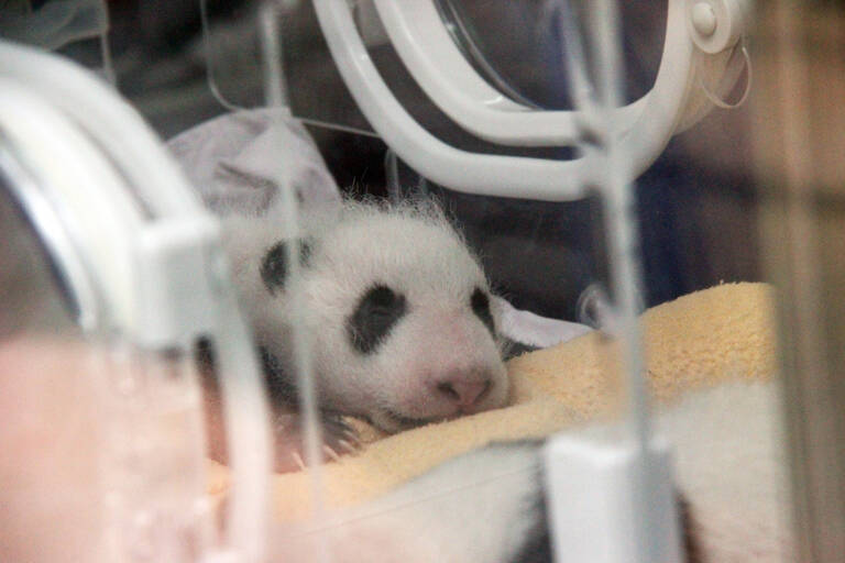asia-china-baby-panda