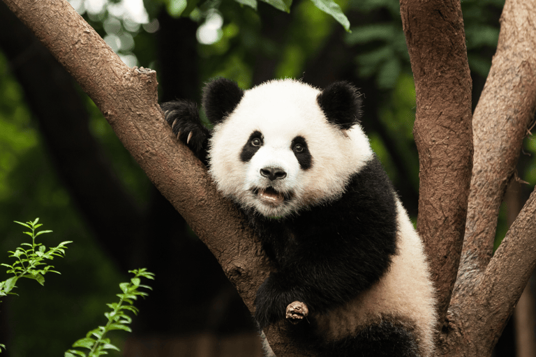 asia-china-chengdu-panda