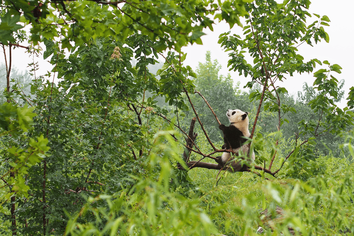 Spot de 'Big Five' in Azië