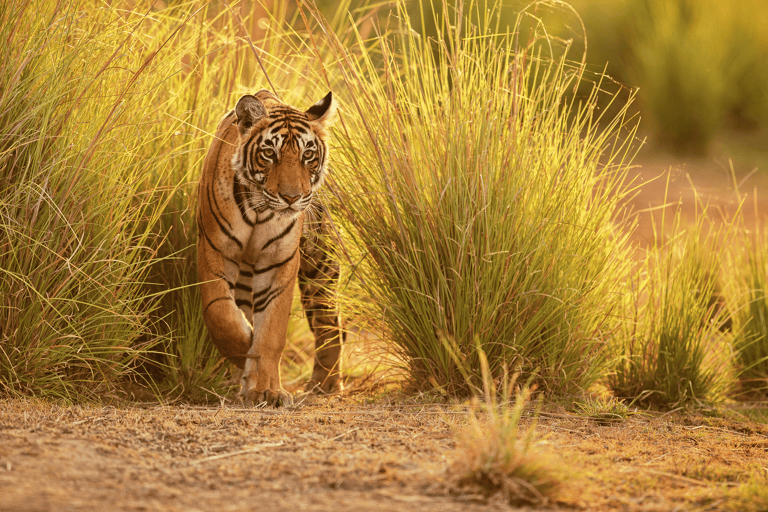 asia-india-bengal-tiger