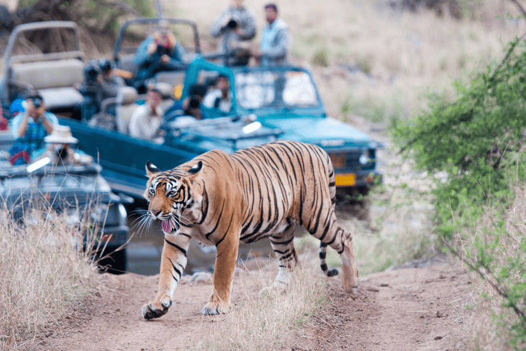 asia-india-ranthambore-park-tiger