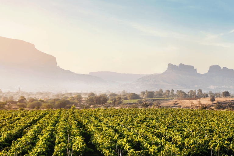 asia-india-vineyard
