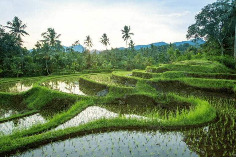 asia-indonesia-bali-ubud-ricefield-corr-size