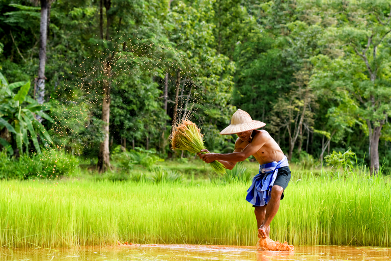 asia-indonesia-cianjur-ricefield-worker