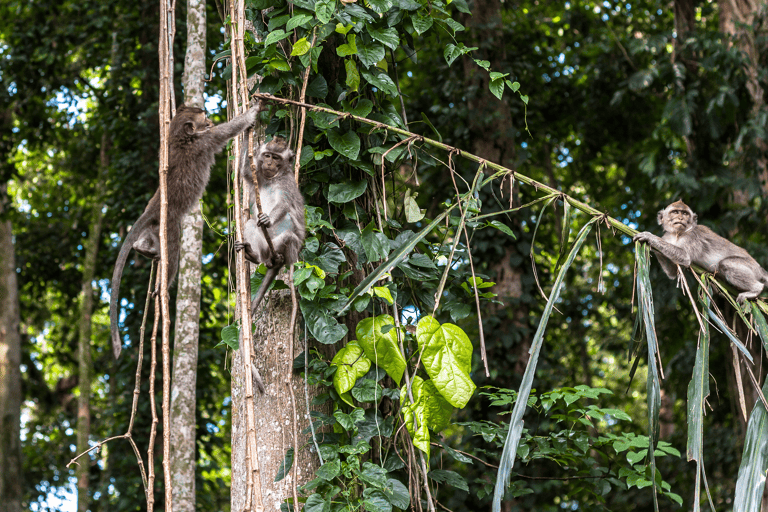 asia-indonesia-java-jungle-monkeys