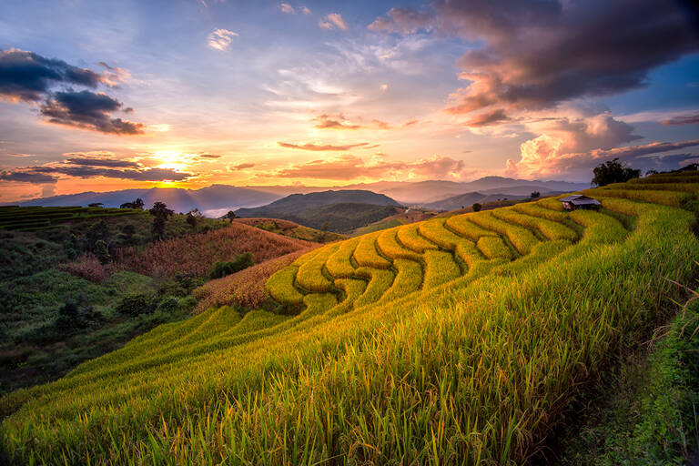 asia-indonesia-java-ricefield-1050x700