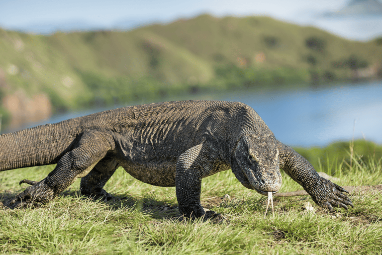 asia-indonesia-komodo-island-komodo-dragon