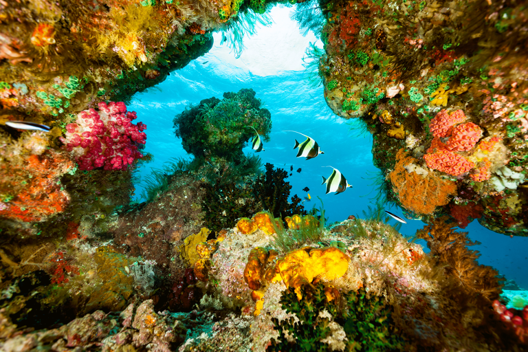 asia-indonesia-raja-ampat-islands-underwater-corals-fishes