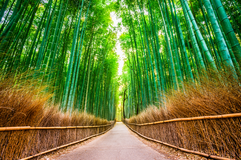 asia-japan-bamboo-forest-no-people