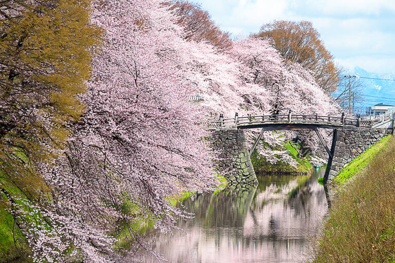 asia-japan-blossom-tree-blog-1050x700