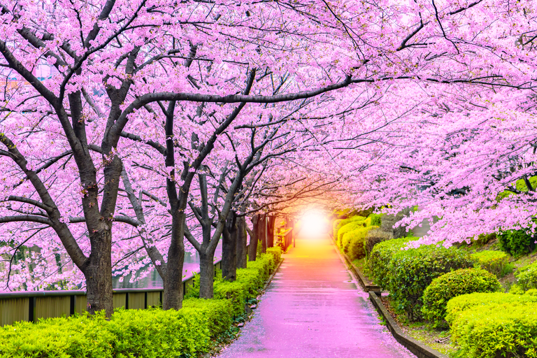 asia-japan-cherry-blossom-pink