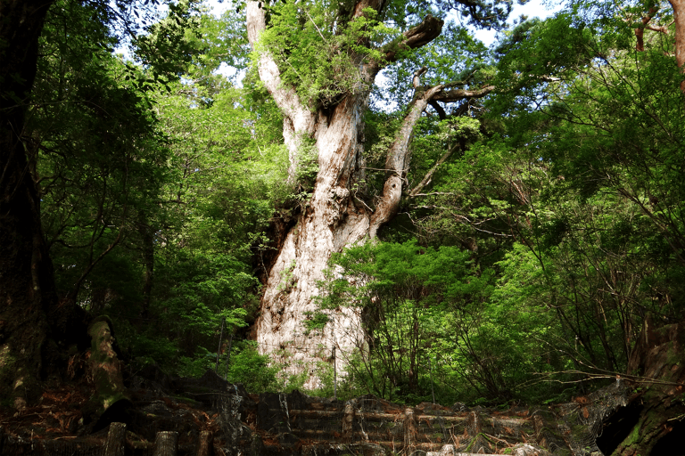 asia-japan-kyushu-yakushima-cedar-forest-jomon-sugi