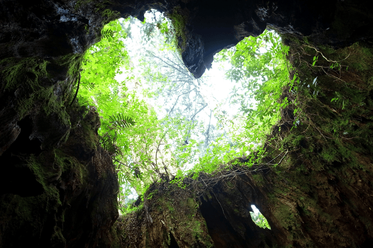 asia-japan-kyushu-yakushima-cedar-forest-wilson-stump-heart