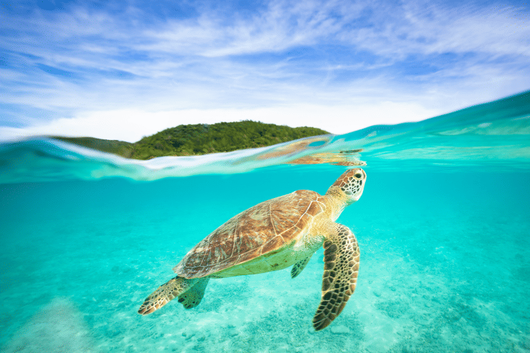 asia-japan-okinawa-ocean-turtle