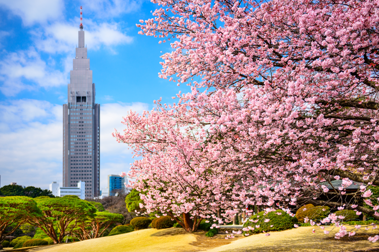 asia-japan-tokyo-shinjuku-park-blossom