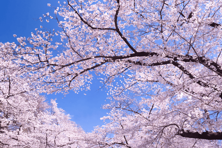 asia-japan-tokyo-ueno-park-cherry-blossoms