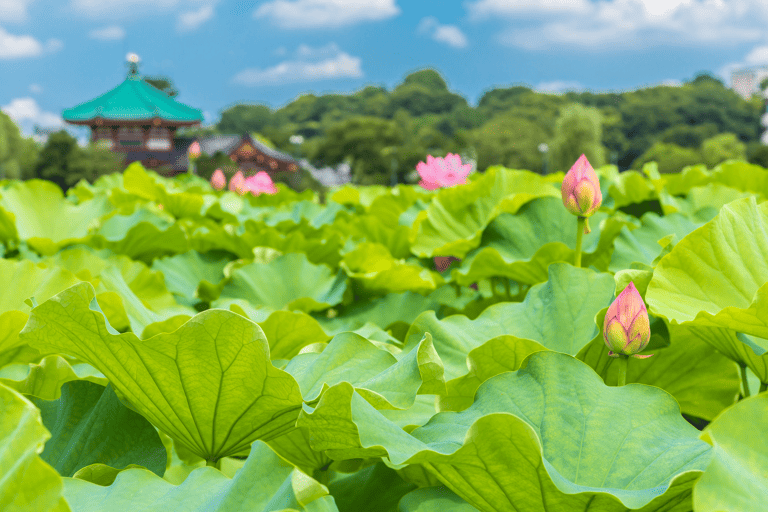 asia-japan-tokyo-ueno-park-lotus