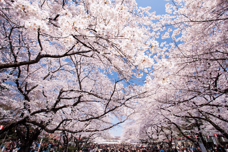asia-japan-ueno-park-cherry-blossom-spring