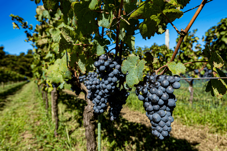 asia-japan-vineyard