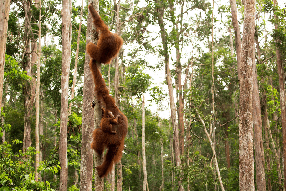 Dit is de plek op Sumatra om orang-oetans te spotten