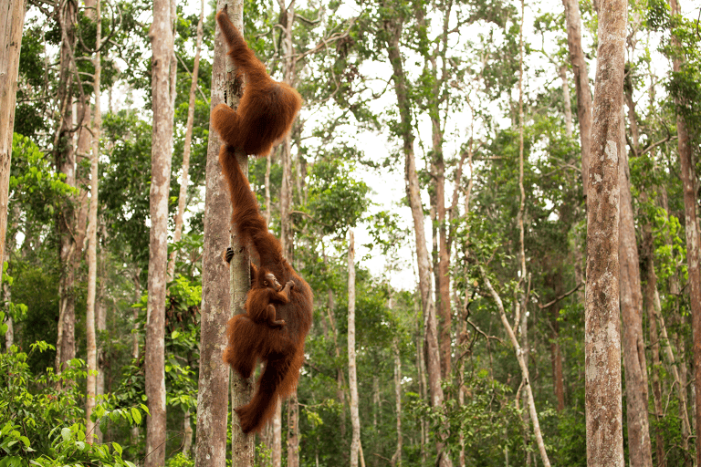 asia-malaysia-borneo-orangutan