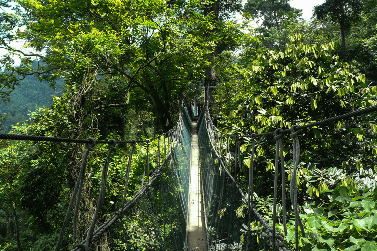 asia-malaysia-borneo-taman-negara-rainforest