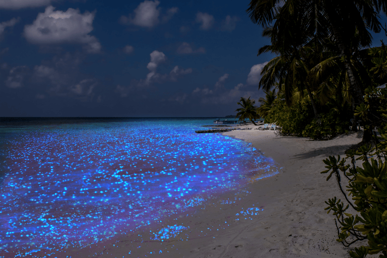 asia-maldives-bioluminescent-beach