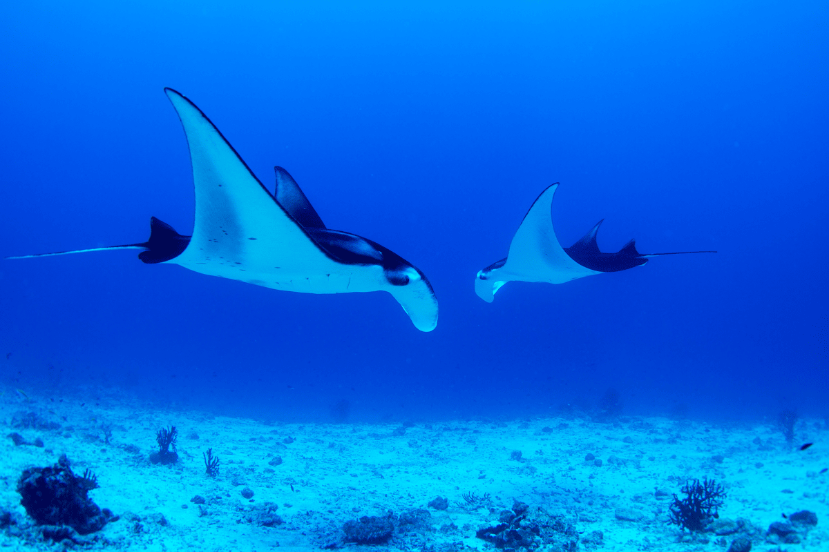 What are the best diving destinations in the world?