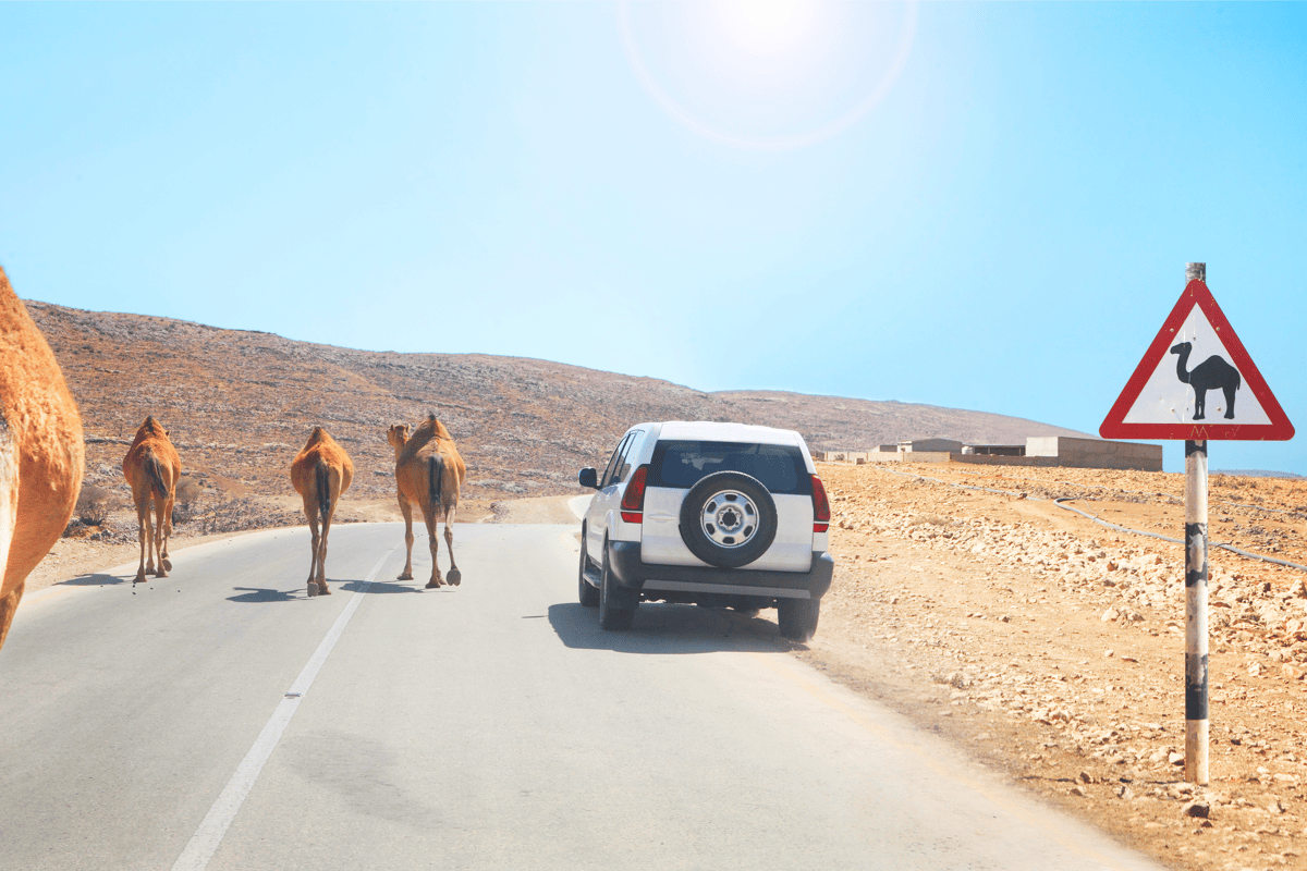 Een autoroute door Oman: de hoogtepunten